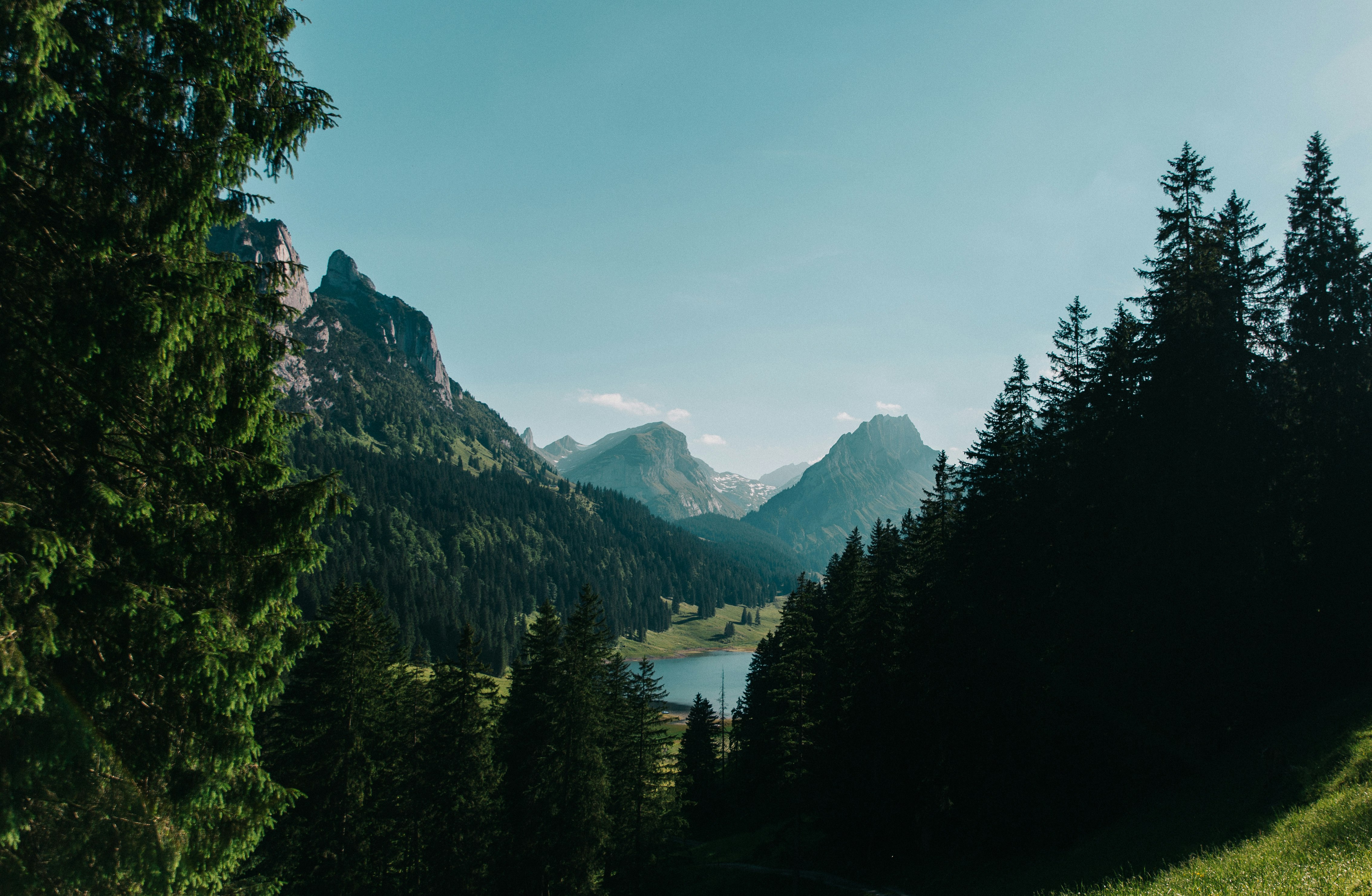 pine trees in front of mountain ranges